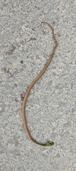 Dendrophidion