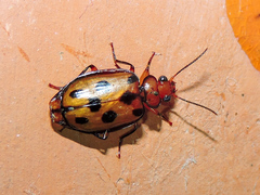 Eurycoleus octosignatus