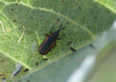 Microrhopala rubrolineata