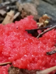 Tubifera ferruginosa