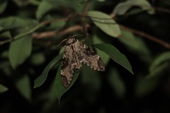 Psilogramma discistriga