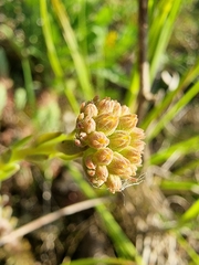 Petrosedum orientale
