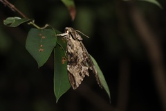 Psilogramma discistriga
