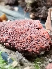 Tubifera ferruginosa