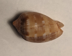 Gastropoda