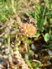 Petrosedum orientale