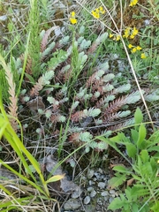 Petrosedum orientale