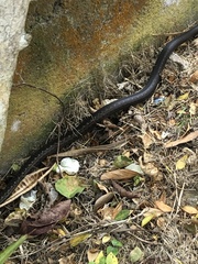 Alsophis rufiventris