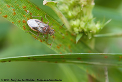 Rhopalus parumpunctatus