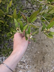 Avicennia germinans
