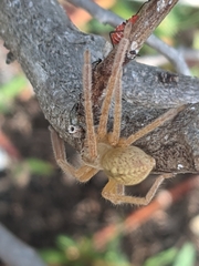 Araneae