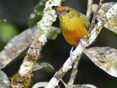 Euphonia imitans