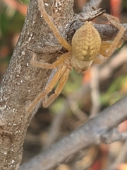 Araneae