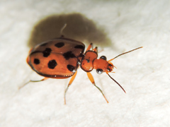 Eurycoleus octosignatus