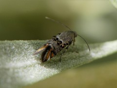 Lithariapteryx abroniaeella