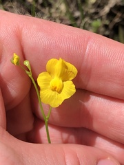 Utricularia striata