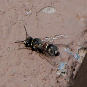 Maricopodynerus optimus