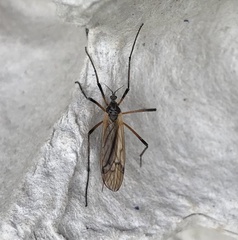 Prionolabis rufibasis