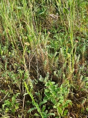 Petrosedum orientale