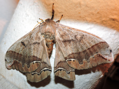 Arsenura polyodonta