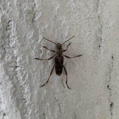 Xylotrechus stebbingi