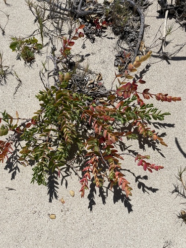Euphorbia degeneri