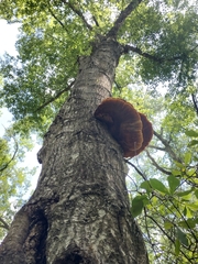 Inonotus quercustris