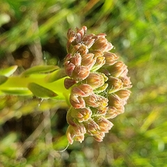 Petrosedum orientale