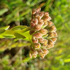 Petrosedum orientale