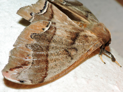 Arsenura polyodonta