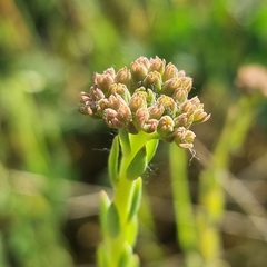 Petrosedum orientale