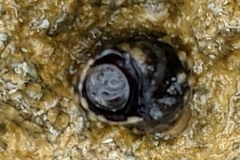 Echinolittorina tuberculata