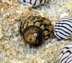 Echinolittorina tuberculata