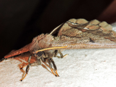 Arsenura polyodonta