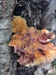 Inonotus quercustris