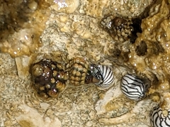 Echinolittorina tuberculata