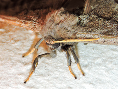 Arsenura polyodonta