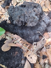 Inonotus quercustris