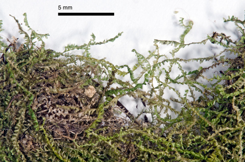 Notoscyphus lutescens
