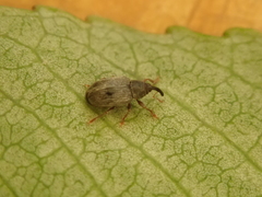 Acalyptus carpini