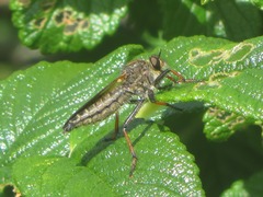 Pamponerus germanicus