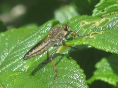 Pamponerus germanicus