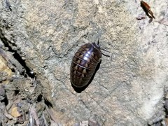 Glomeridae