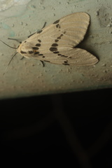 Amsactoides guangxica