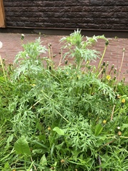 Artemisia sieversiana