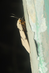 Amsactoides guangxica
