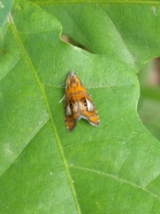 Olethreutes arcuella