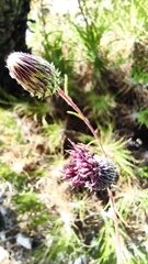 Ptilostemon chamaepeuce