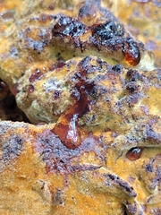 Inonotus quercustris