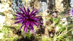 Ptilostemon chamaepeuce